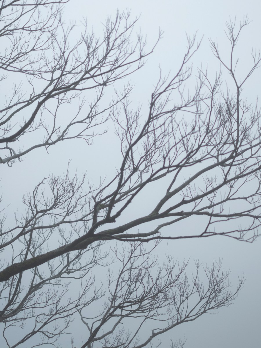 Issue 43 (September 2018): Special Feature “Young&nbsp;Voices”